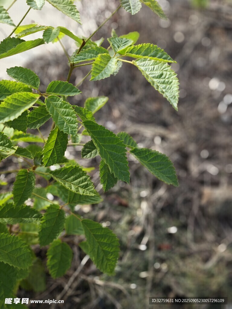 嫩绿植物幼苗特写
