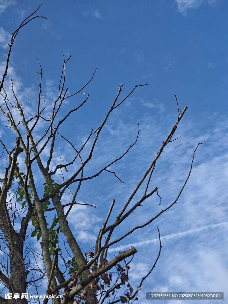 蓝天映衬下的光秃树枝