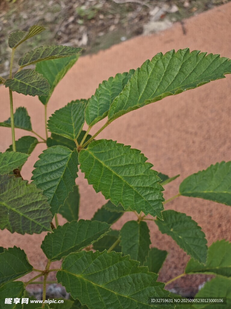 嫩绿叶片特写