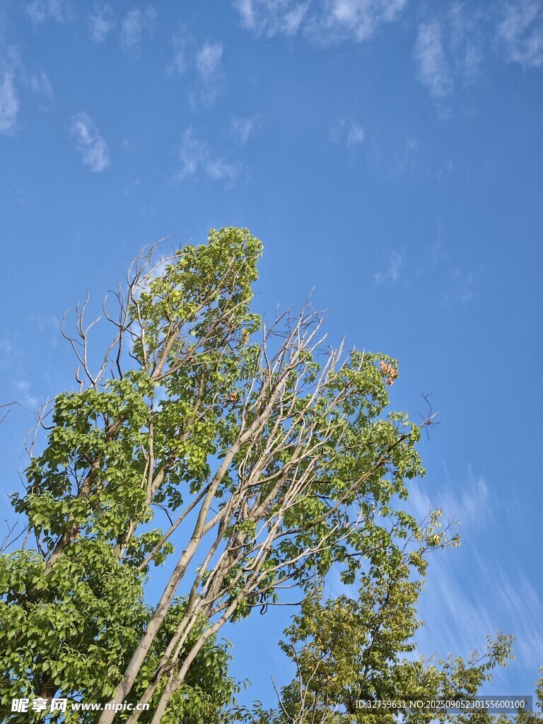 蓝天绿树风景图