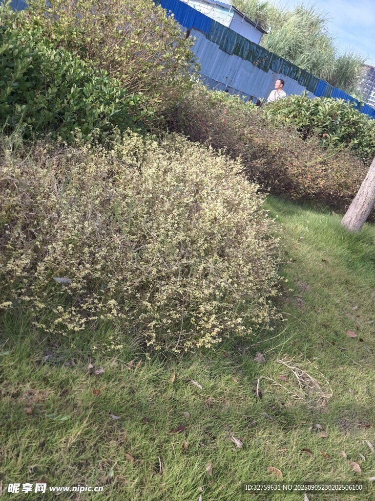 户外矮灌木丛景观