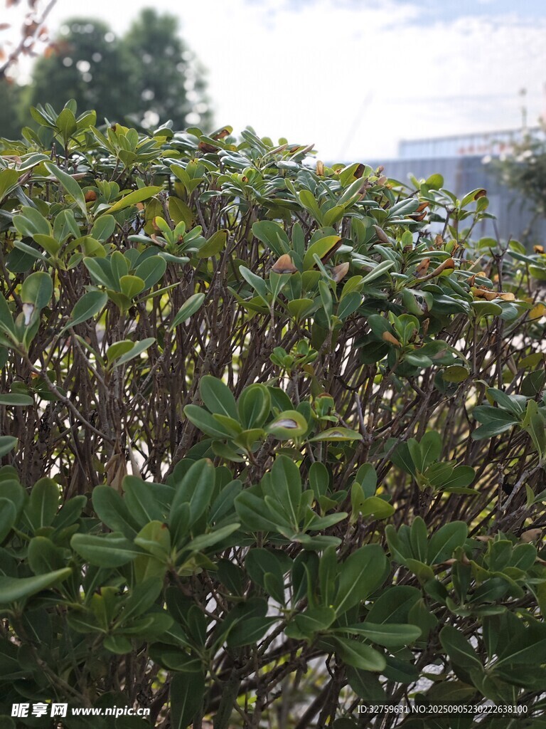 绿叶繁茂的灌木丛
