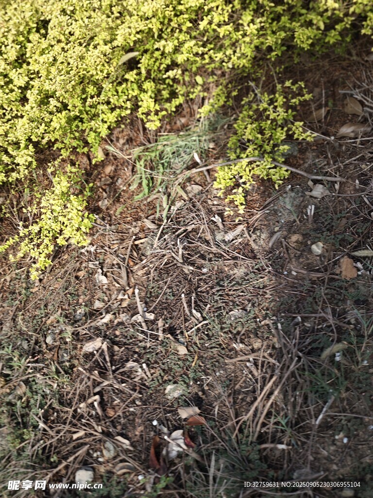 地面绿植与枯叶景象