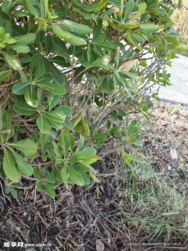 绿叶繁茂的地面植物
