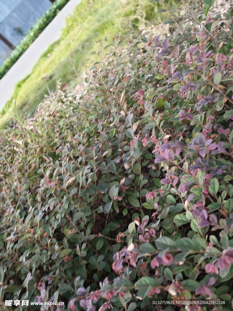 紫色叶片植物景观