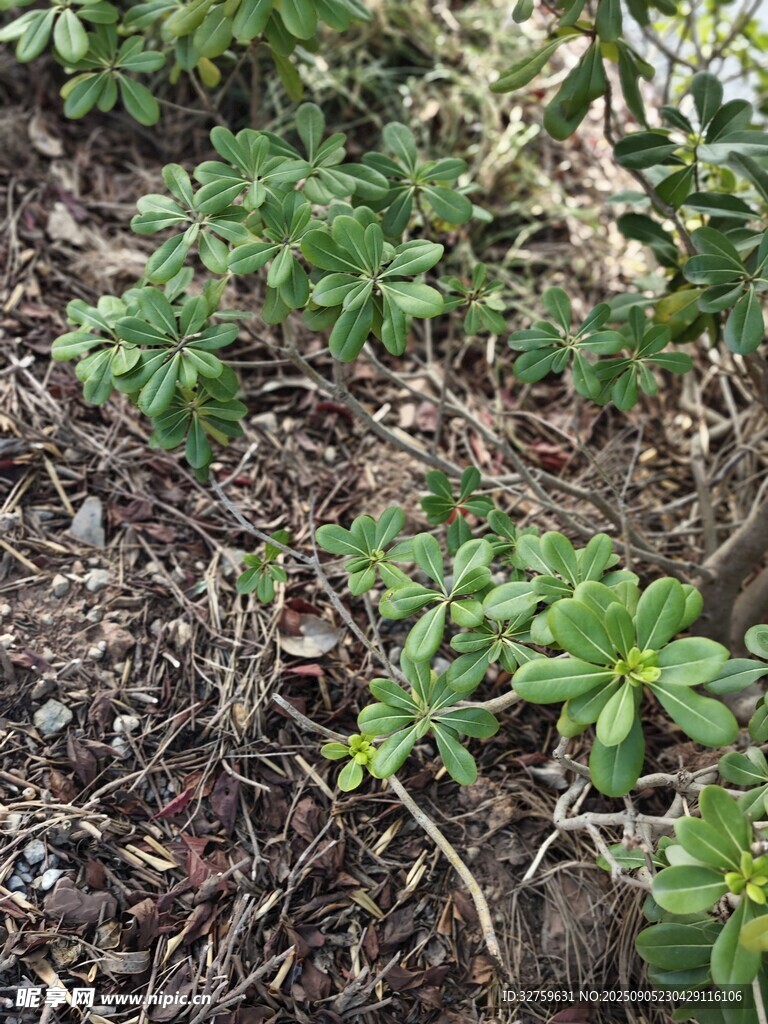 地面生长的绿色植物