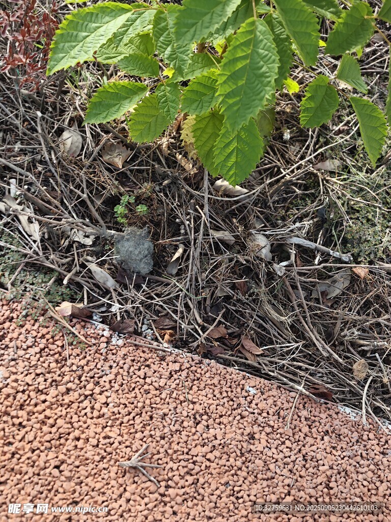 植物旁的红色地面景象