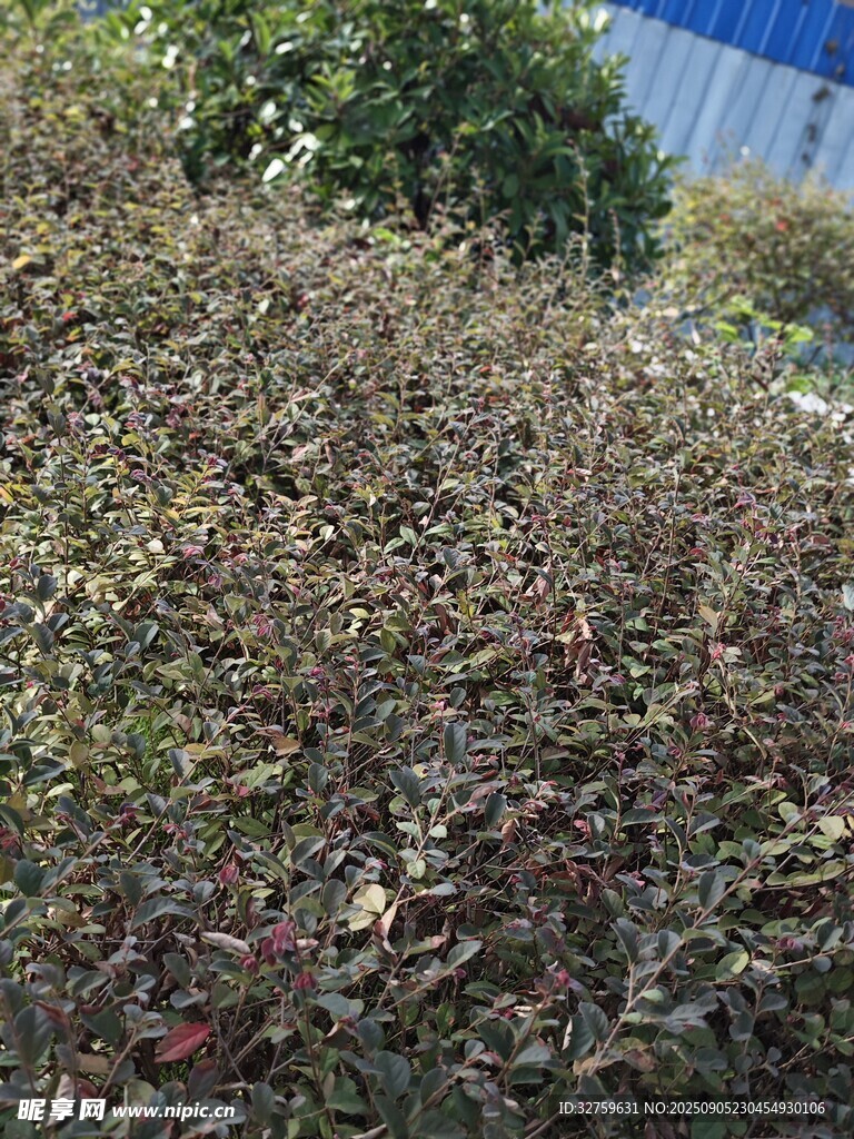 红叶植物景观