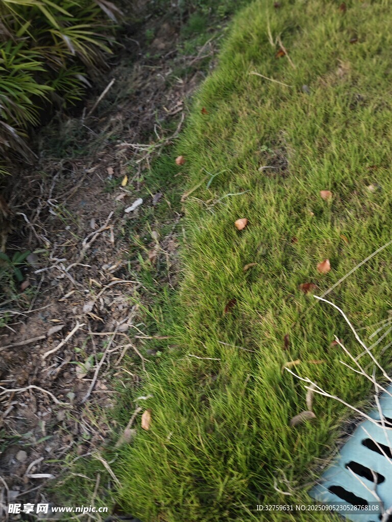 草地旁的泥土与排水口