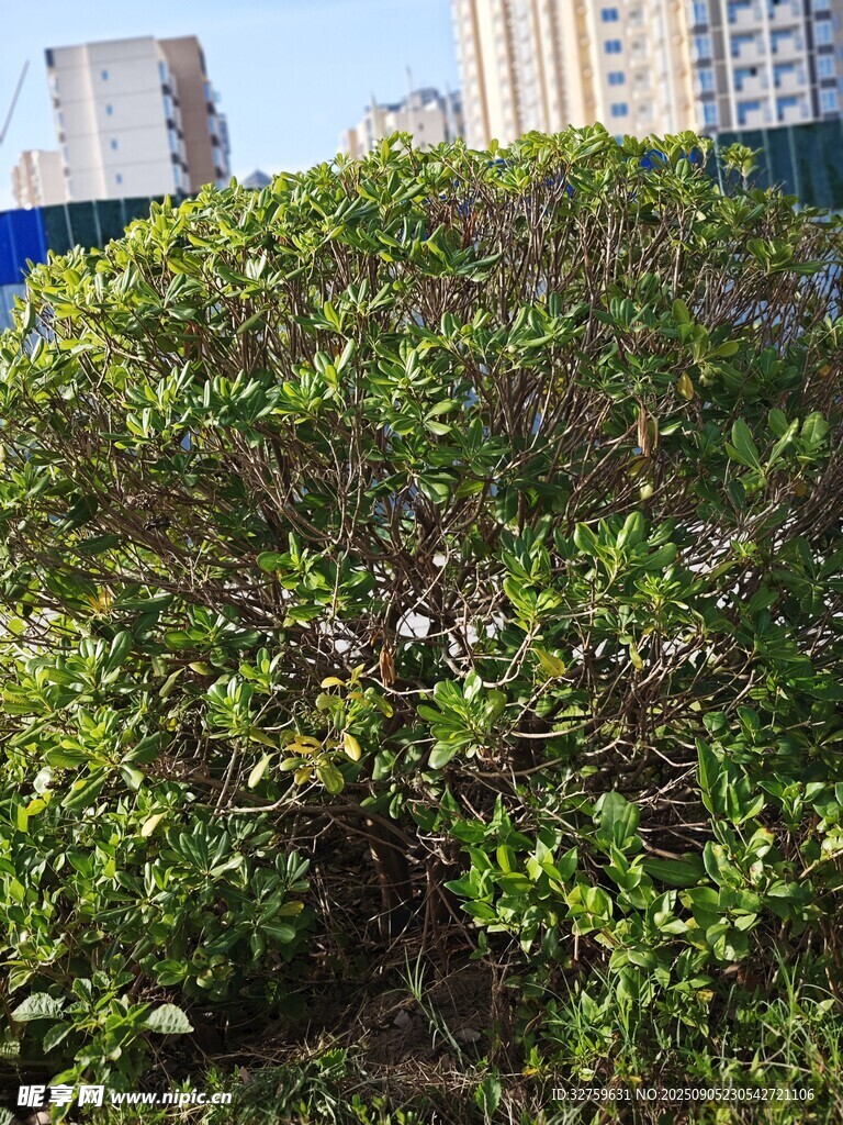 绿叶繁茂的灌木丛