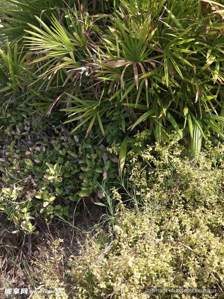 户外繁茂绿植景象