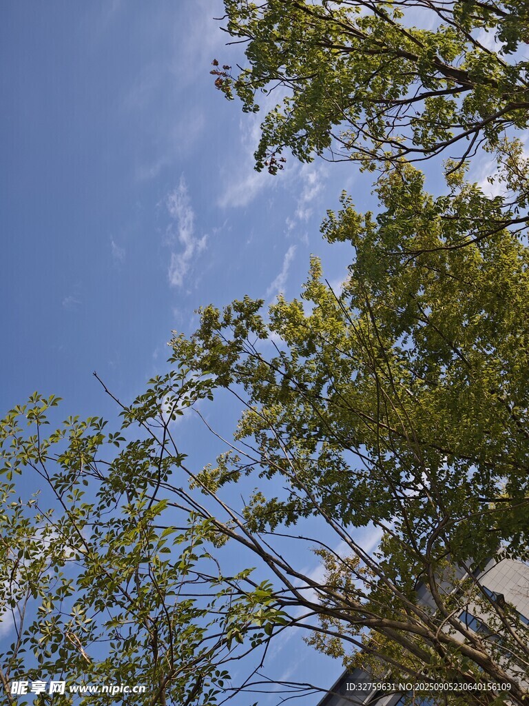 蓝天绿树风景