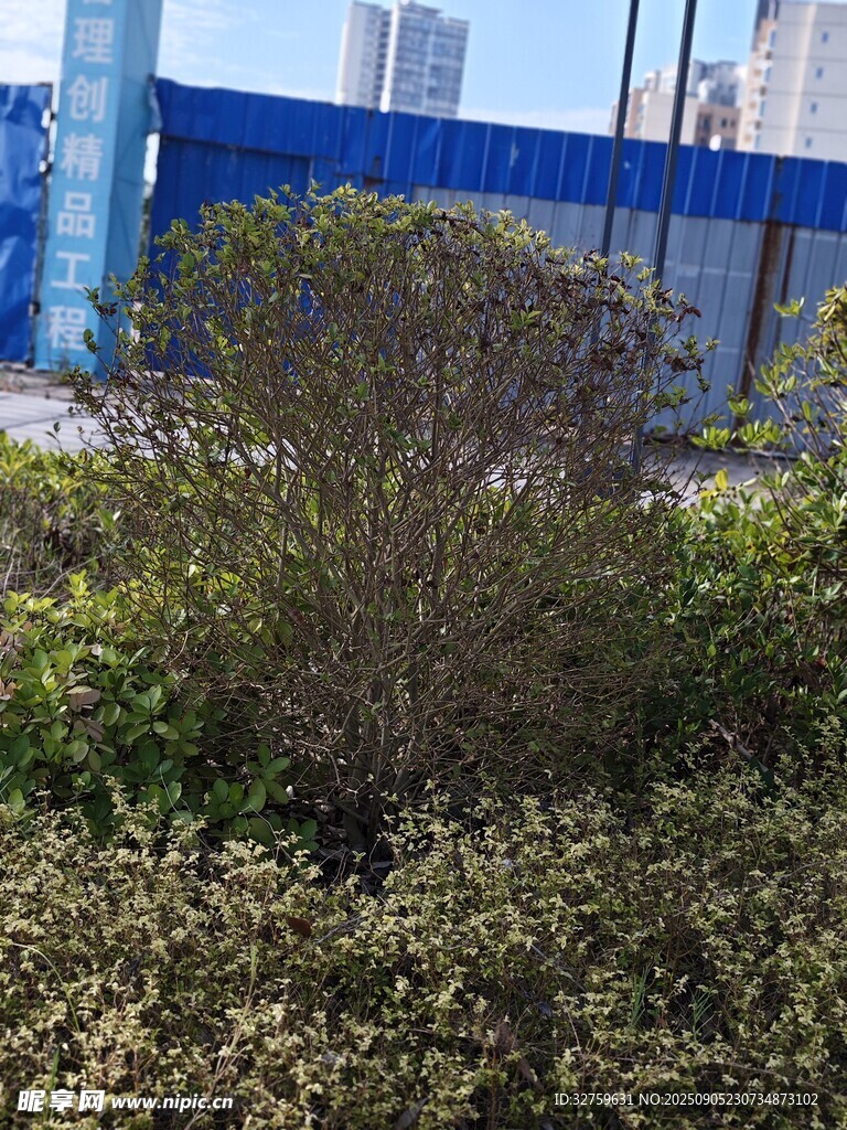 户外绿植与蓝色建筑景观