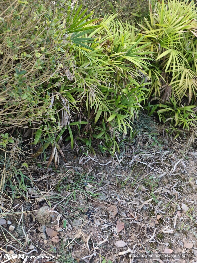 地面旁的绿色植物