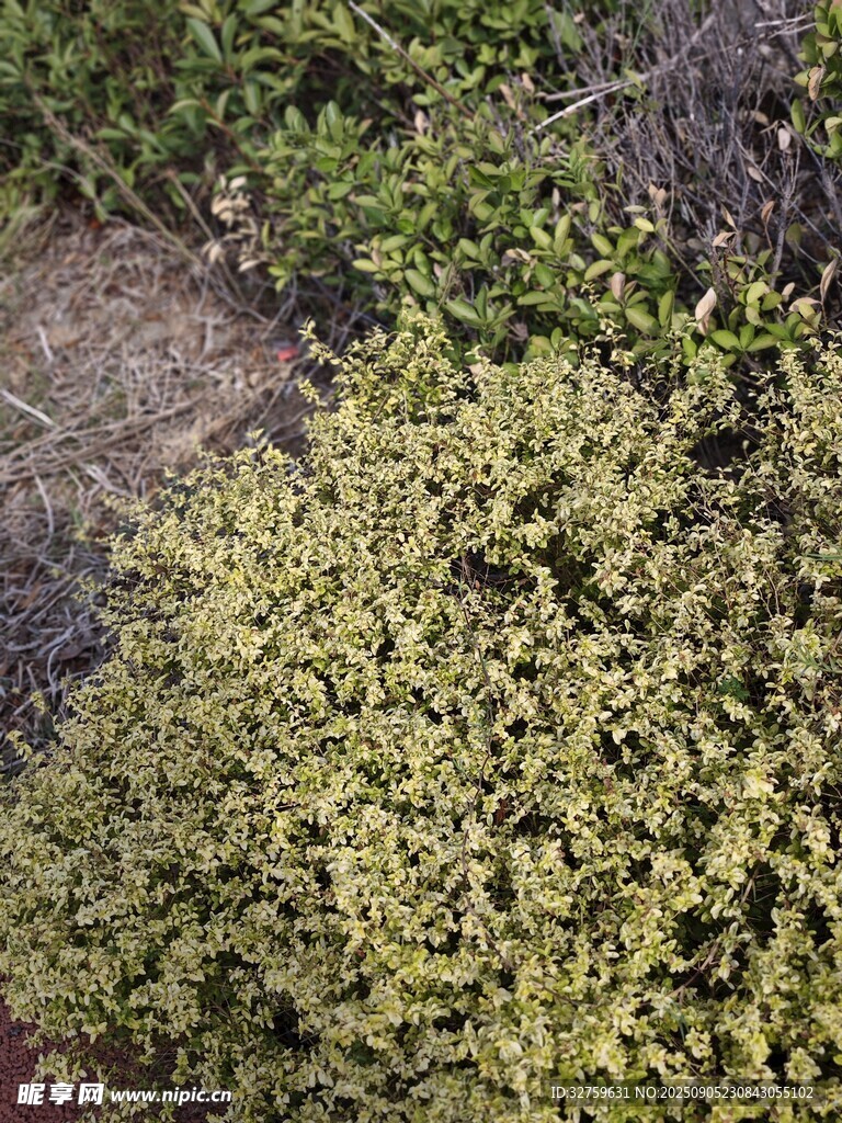翠绿繁茂的地面植物景观