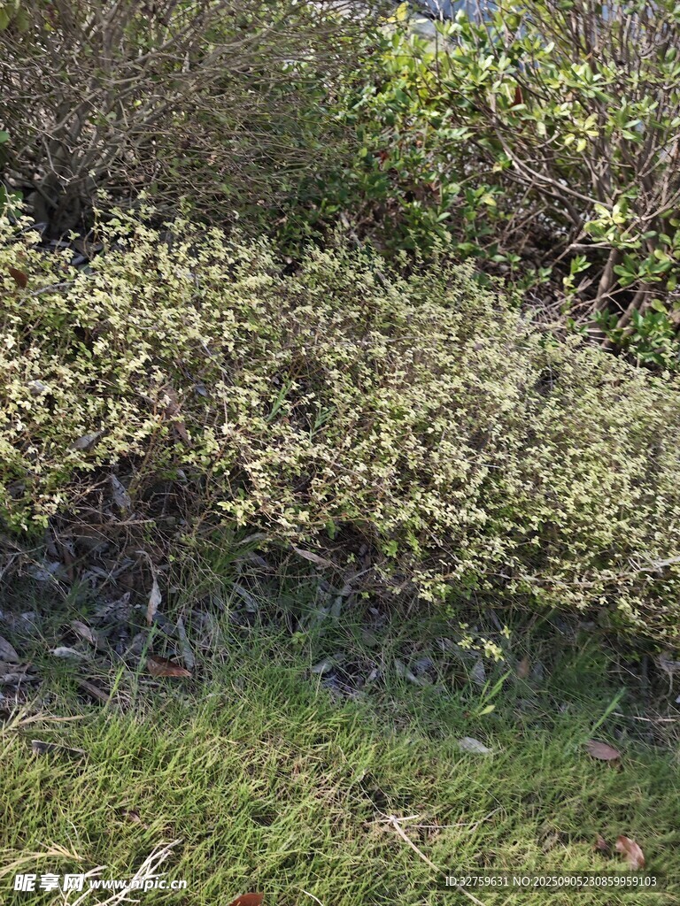 繁茂绿植灌木丛