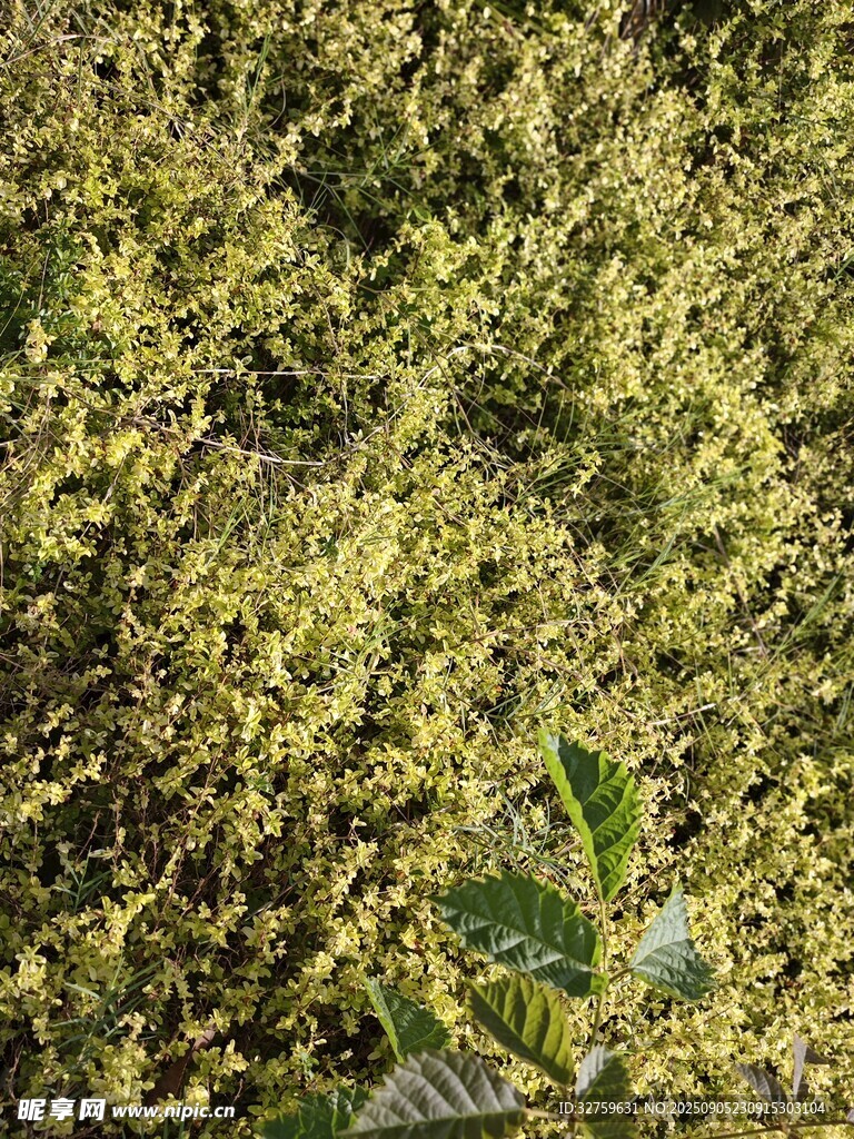 金黄繁茂植物景观