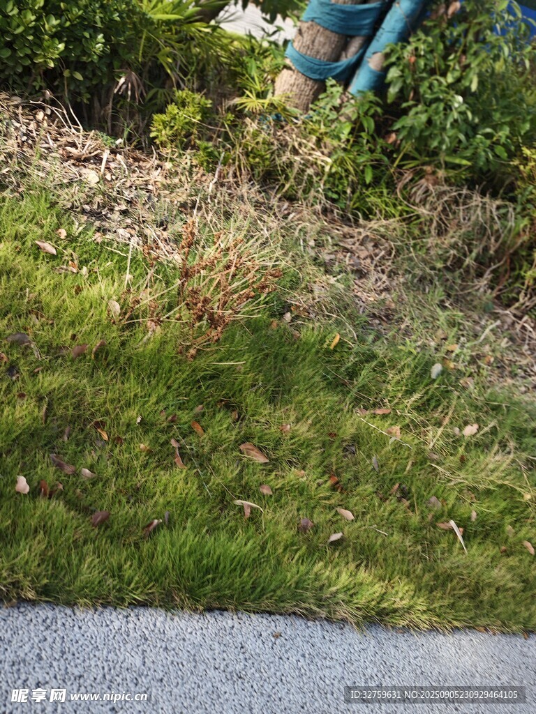 人在户外打理绿植场景