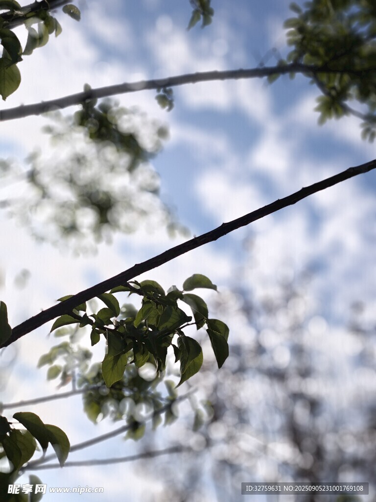 枝头嫩叶映蓝天