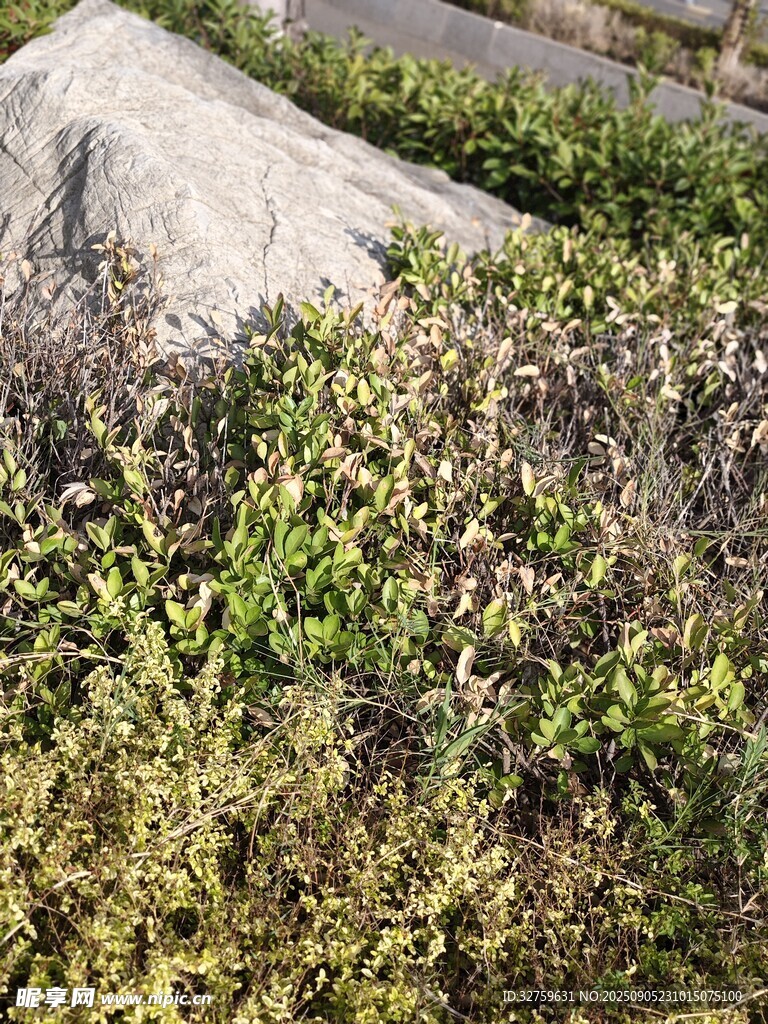 路边绿植与大石景观