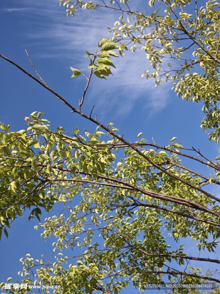蓝天映衬下的翠绿树枝
