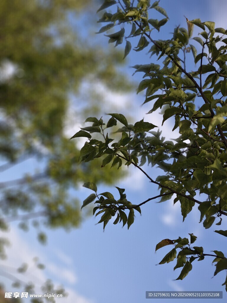 枝头绿叶映蓝天