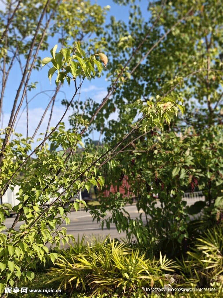 阳光下的繁茂绿植