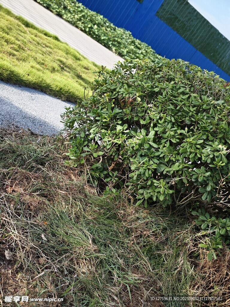 户外绿植景观一角