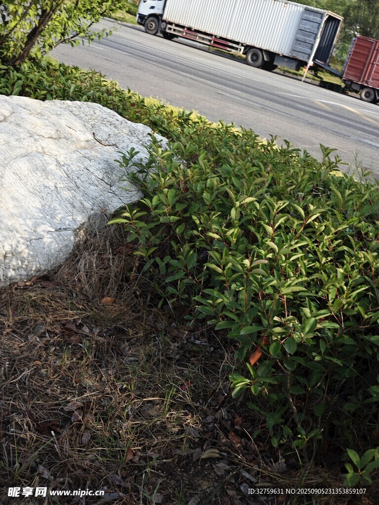 路边绿植与石块景观