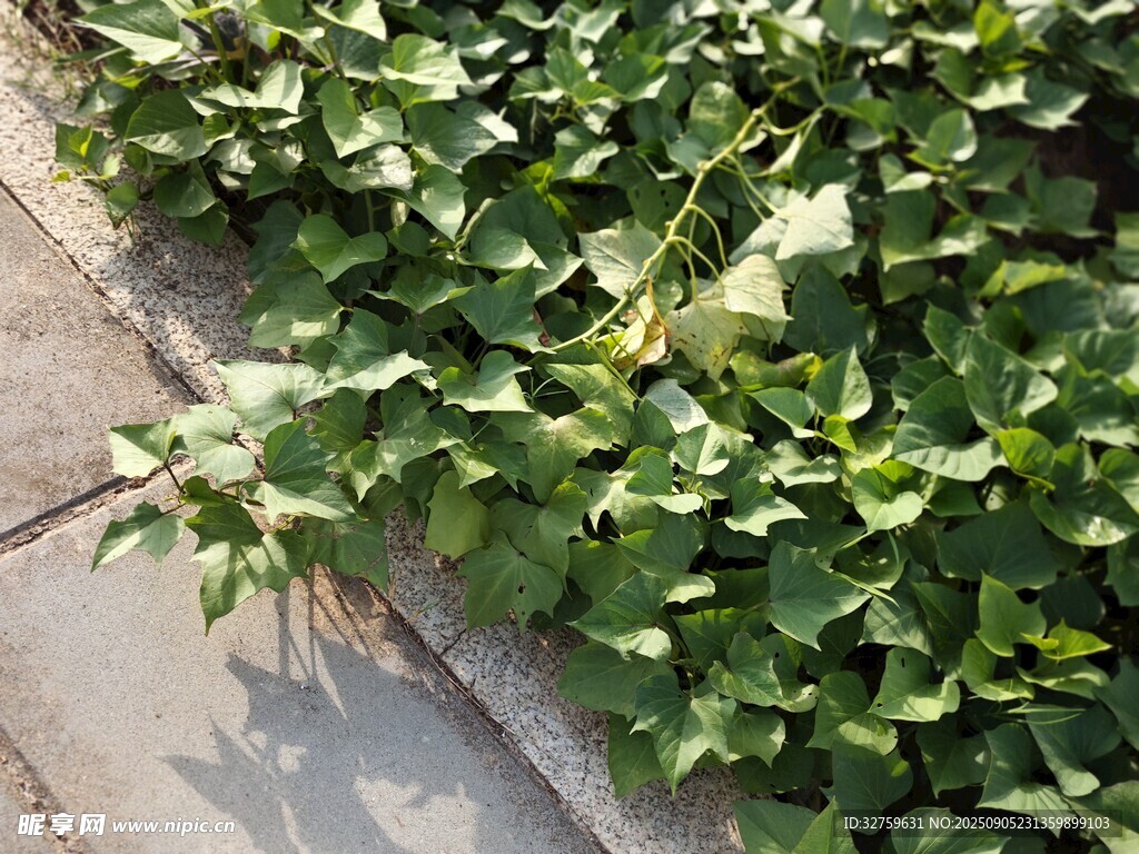 墙边翠绿常春藤植物