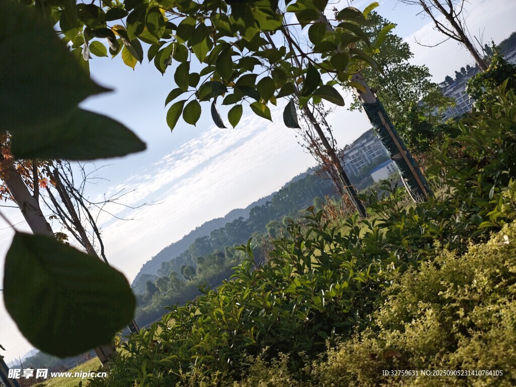 山林间绿意盎然的自然景致