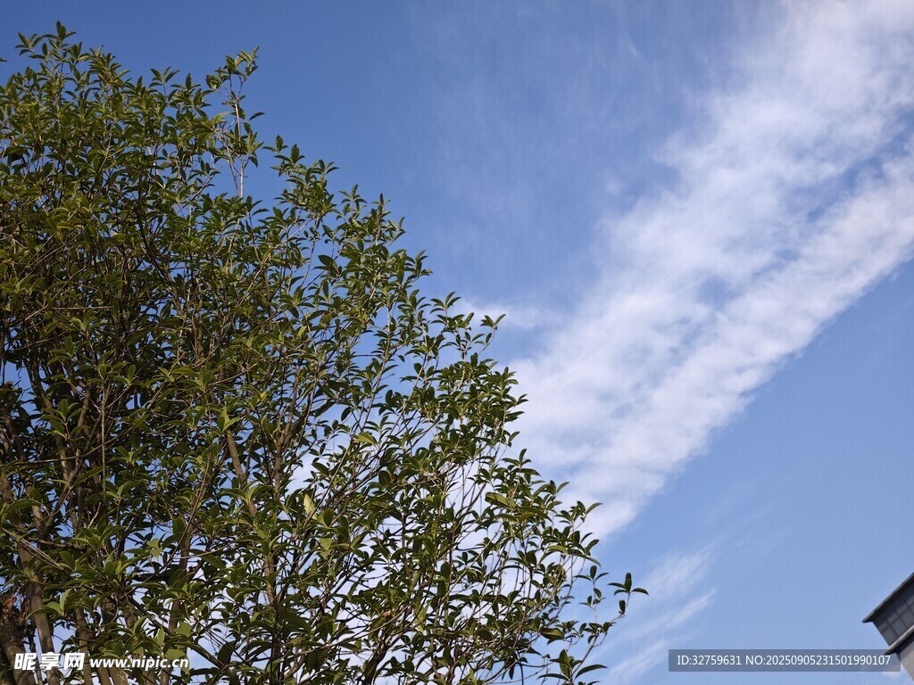 蓝天绿树间的美丽景致