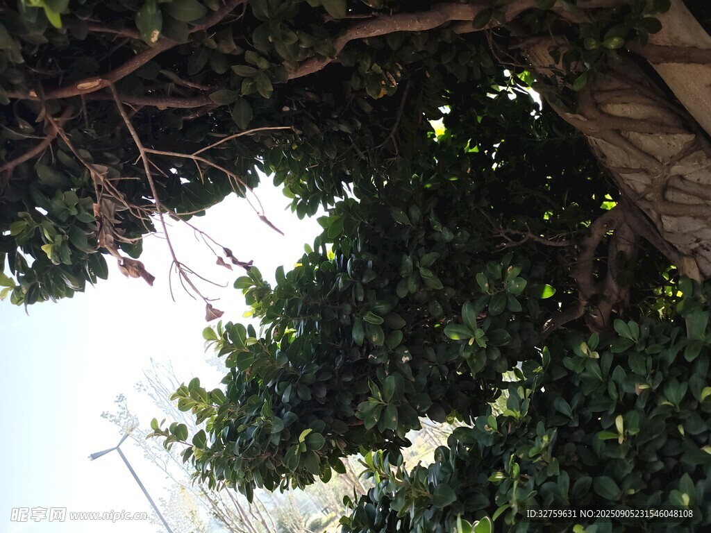 繁茂枝叶下的光影景象