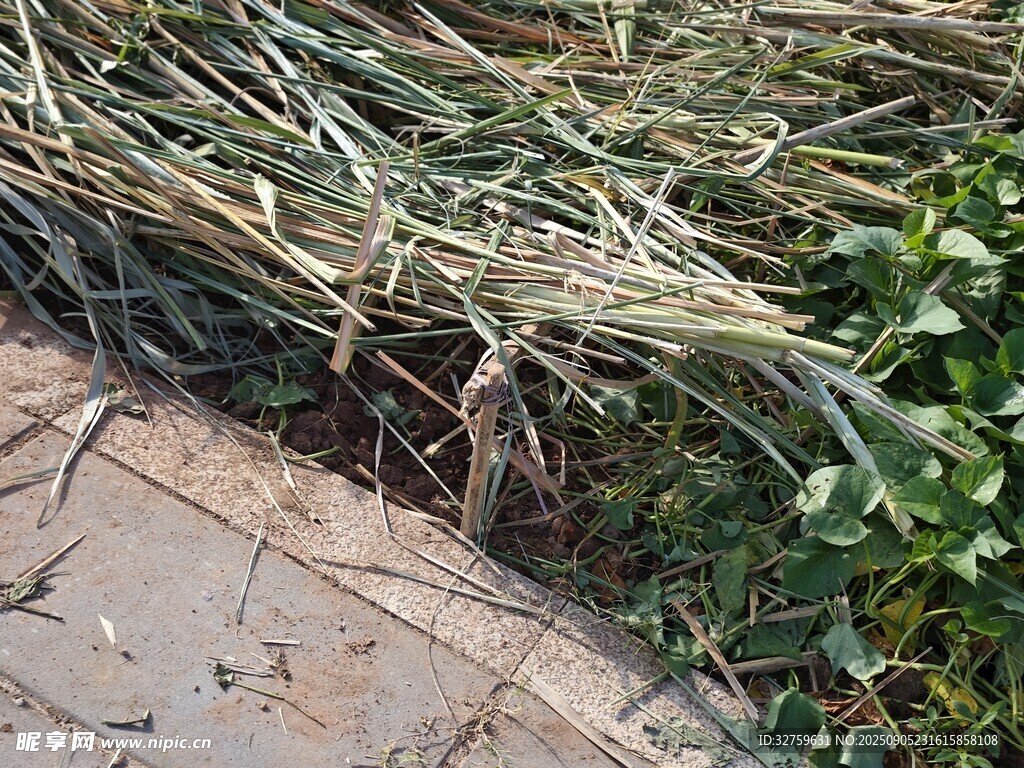 路边杂草与绿植景象