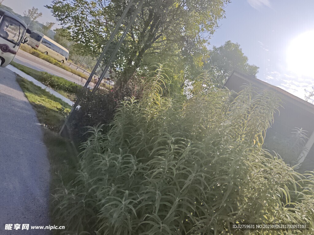 户外绿植景观