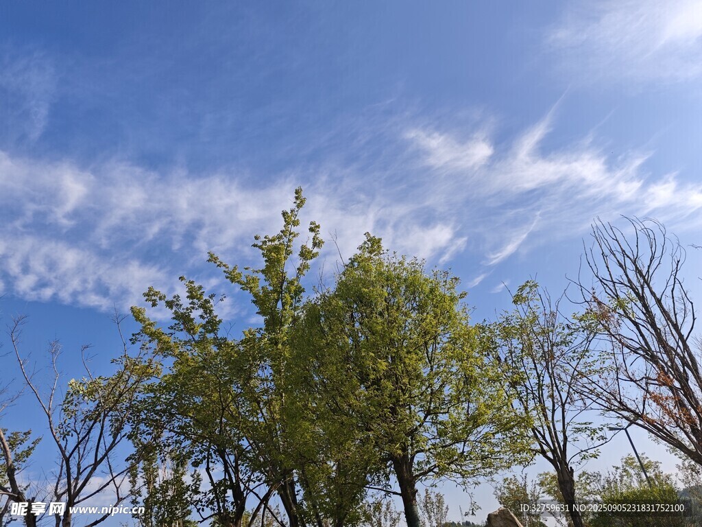 蓝天绿树风景图