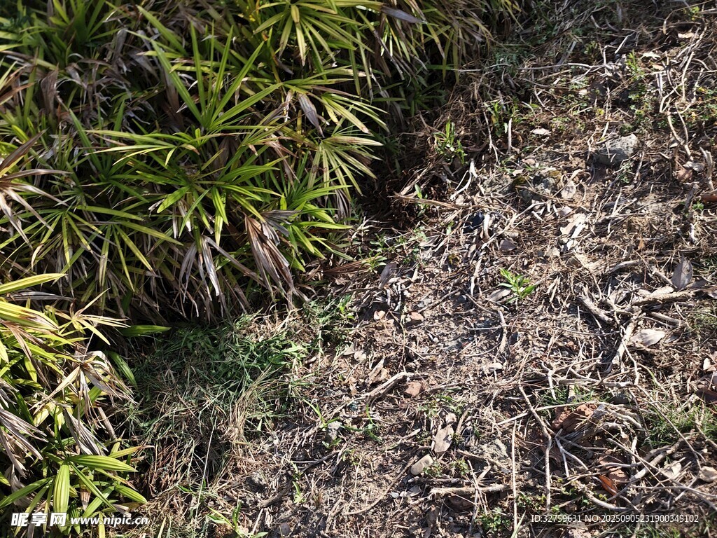 林间地表植被与枯叶景象