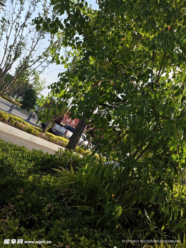 绿意盎然的林间小道