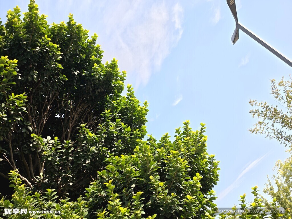 蓝天绿树间的清新景致