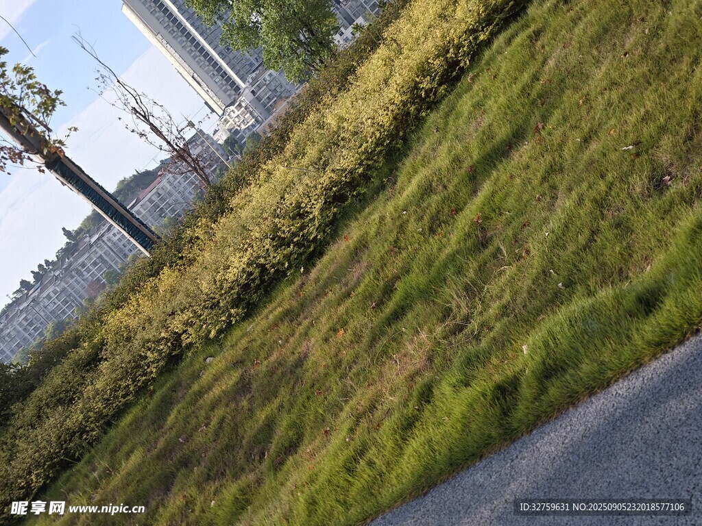 路边翠绿草地景观