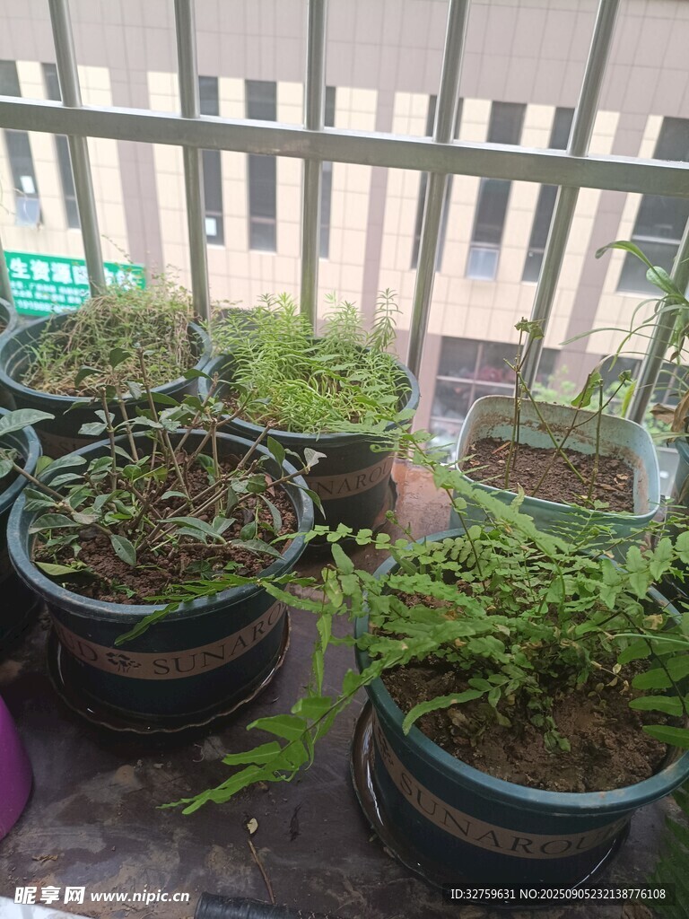阳台盆栽绿植景观