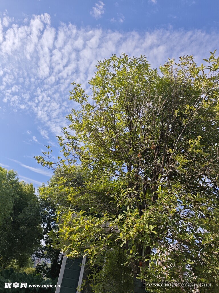 蓝天绿树风景图