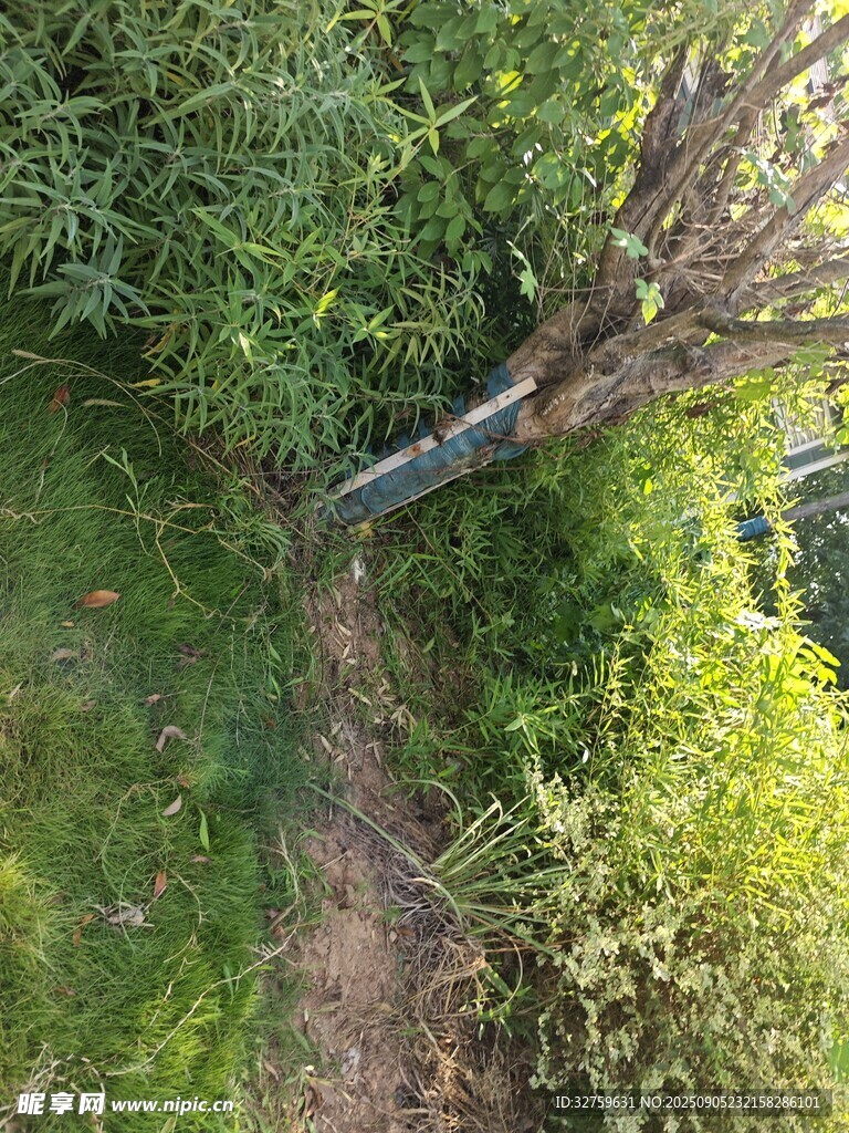 林间小径旁的繁茂绿植