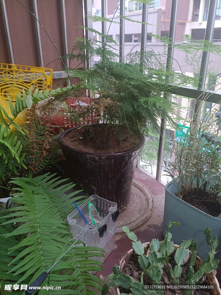 阳台绿植小角落