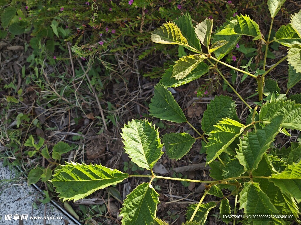 绿叶植物特写