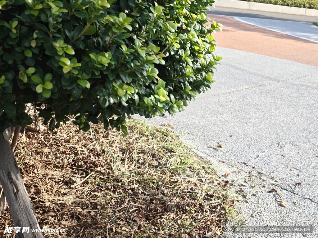 路边绿植与落叶景观