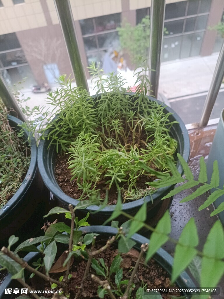 阳台绿植小景