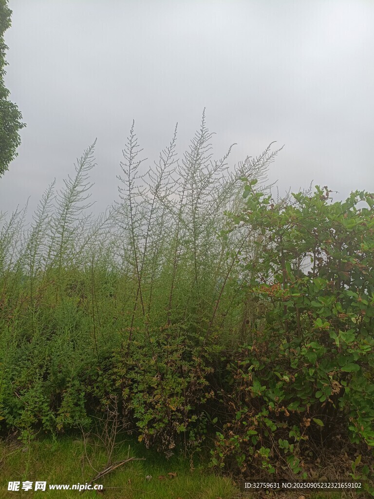 野外茂盛的草丛景观