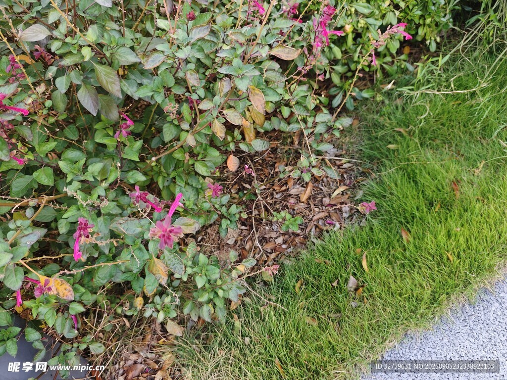 路边绽放的粉色花卉植物