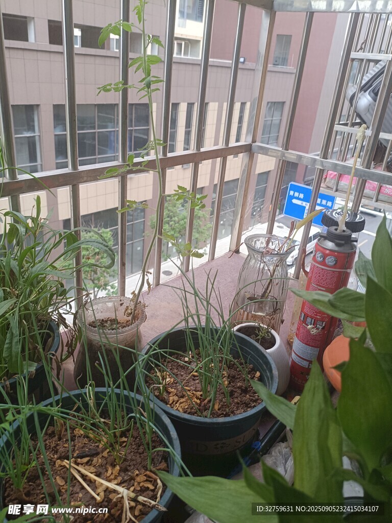 阳台绿植一角